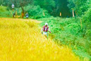 BIB: 
                            <button type="button" onclick="openModal(13455450)" class="btn btn-primary btn-sm float-right btn-popup" data-toggle="modal" data-target=".modal-high-quality">
                        <i class="fas fa-shopping-cart"></i> Add to Cart
                    </button>
                                            <button type="button" onclick="isThisMe(13455450, true)" class="btn btn-success btn-sm float-right btn-popup btn-isme hidden" data-toggle="tooltip" data-placement="bottom" title="นี่คือรูปของคุณใช่ไหม คลิกที่นี่เพื่อเอาเข้าอัลบั้ม">
                        <i class="fas fa-plus"></i> Add to album
                    </button>
                    <button type="button" onclick="isThisMe(13455450, false)" class="btn btn-warning btn-sm float-right btn-popup btn-isnotme hidden">
                        <i class="fas fa-ban"></i> Remove from album
                    </button>